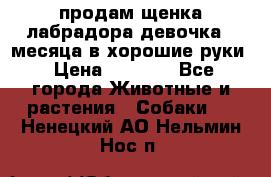 продам щенка лабрадора девочка 2 месяца в хорошие руки › Цена ­ 8 000 - Все города Животные и растения » Собаки   . Ненецкий АО,Нельмин Нос п.